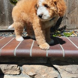 Girl 1 - Bernedoodle puppy in Modesto, California from Two Doods Doodles