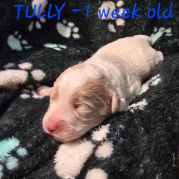 Tully - Cream male Aussiedoodle puppy in Redding, California from House Merrills Minis and Doodles
