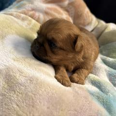 Violet - Black and tan female Brussels Griffon puppy in Ogden, Utah from Shelly's Brussels Griffons