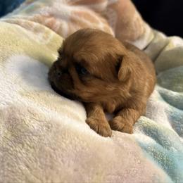 Violet - Black and tan female Brussels Griffon puppy in Ogden, Utah from Shelly's Brussels Griffons
