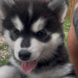 Janet - Black and white female Pomsky puppy in Spring Hill, Florida from PDQ Pomskies