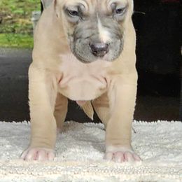 Petey - Blue fawn American Pit Bull Terrier puppy in Roy, Washington from Ivie League Kennel