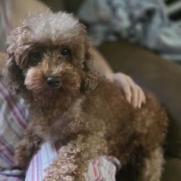 PupCake - Poodle