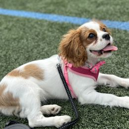 Cavalier King Charles Spaniel Puppies from Cassie’s Cavaliers