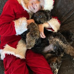 Bernedoodle Puppies from Doodle Dealers