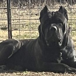 Jove - Cane Corso