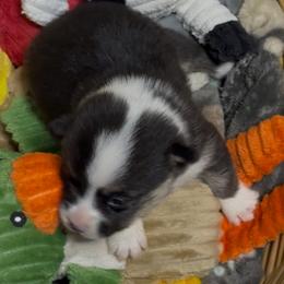 AKC Orange Duck - Black and tan male Pembroke Welsh Corgi puppy in Summerfield, Florida from Promise Land Farm