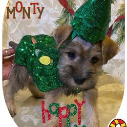 Miniature Schnauzer Puppies from Amaya Lara Schnauzers