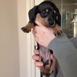 Bullet Girl - Black and tan female Dachshund puppy in Guthrie, Oklahoma from Kingdom Mini Dashchunds