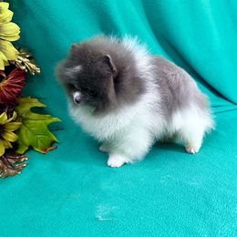 The BEAV - Beaver Pomeranian puppy in Mobile, Alabama from Cynthia's Poms