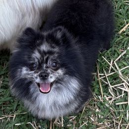 Rain - Pomeranian