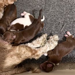 Havanese puppies from Dreamworks Havanese