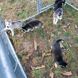 Siberian Husky Puppies from Haskins Huskies