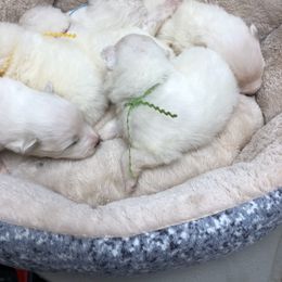 Samoyed Puppies from Cascade Samoyeds