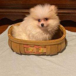 Pomeranians from Ashley Miller's Pomeranians