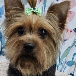 Cola - Yorkshire Terrier