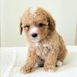 Lady - Apricot female Cavapoo puppy in Waco, Texas from Good Shepherd Homestead