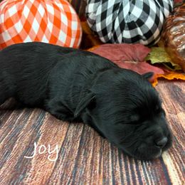 Joy - Black female Miniature Schnauzer puppy in Sylvania, Georgia from Southern Sky Miniature Schnauzers