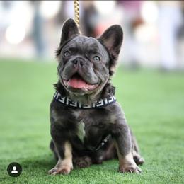 French Bulldog puppies from Bella Luna Pomeranians