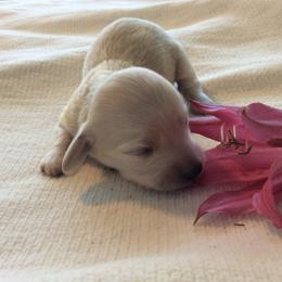 Baby - Cream female Dachshund puppy in Sebring, Florida from Mini Weenies