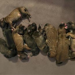 Whoodle puppies from RockyRiverWhoodles