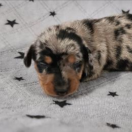 Elf - Dapple male Dachshund puppy in Anaconda, Montana from Williams Family Dachshunds