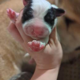 Girl 2 - White female Central Asian Shepherd Dog puppy in Mena, Arkansas from Red Desert Australian Cattle Dogs