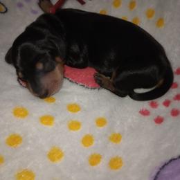 Bradi - Black and tan male Dachshund puppy in Middle Granville, New York from Lee Doxies