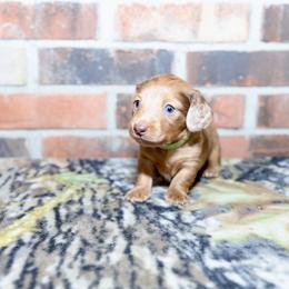 Boykin Spaniel, Dachshund, and German Shorthaired Pointer Puppies from Whiskey River Farm