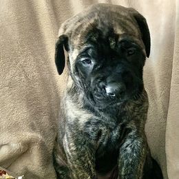 Mastiff Puppies from Eagle Pond Mastiffs