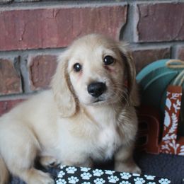 Rex - Cream male Dachshund puppy in Keota, Oklahoma from Skyview Doxie Ranch