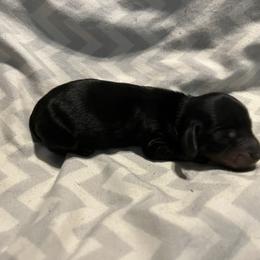Black and Tan Male - Black and tan male Dachshund puppy in Gainesville, Florida from Mini Dots Mini Dachshunds