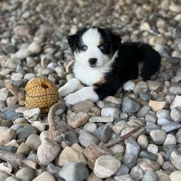 Benny - Black tri male Miniature Australian Shepherd puppy in Marion, Michigan from Highland Hills Mini Aussies