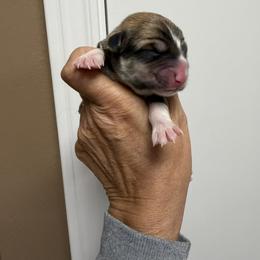 Blue Collar Male - Sable male Pembroke Welsh Corgi puppy in Victoria, Texas from Clear Creek Corgis