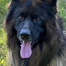 Savage - German Shepherd