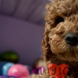 Aussiedoodles, Bernedoodles, Cockapoos, and Goldendoodles from Puppy Love Doodles