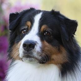Journey - Australian Shepherd