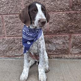 Boy 6 - Liver and white male German Wirehaired Pointer puppy in Potosi, Wisconsin from Point and Flush Gun Dogs