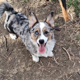 Fergus - Blue male Companion Cross puppy in Fairview, South Dakota from Dakota Toy Aussies