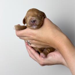 Cabernet (purple collar) - Red  female Goldendoodle puppy in Murrieta, California from Apricot Poodles & Goldendoodles, LLC
