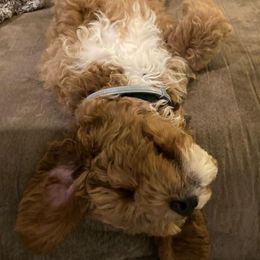 Australian Labradoodle Puppies from NoodleDoodles LLC