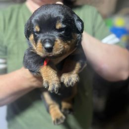 Boy 4 - male Rottweiler puppy in Buskirk, New York from Misjef Rottweilers