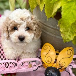 Liberty - Parti female Goldendoodle puppy in Sheridan, Arkansas from Arkie Doodles