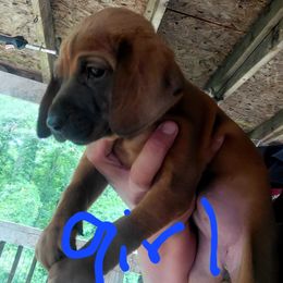 Redbone Coonhound Puppies from Silver Creek Redbones