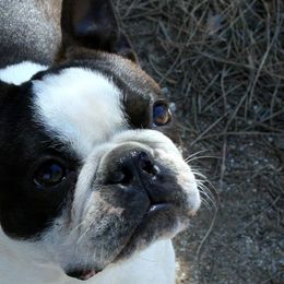 Boston Terriers from Laura's Boston Terriers