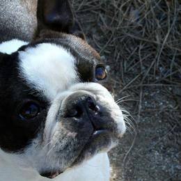 Boston Terriers from Laura's Boston Terriers