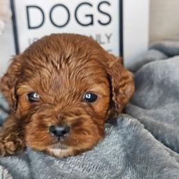 Auburn - Red male Cavapoo puppy in Decatur, Illinois from Petite Pups