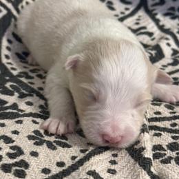 Zeus - White and gold male Border Collie puppy in Mckinney, Texas from Border Collies of Ruidoso