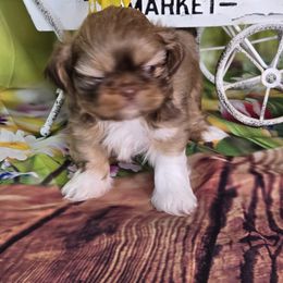 Shih Tzu Puppies from Adeline Joys Shih tzus of Roanoke Virginia