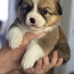 Ruston - Sable male Pembroke Welsh Corgi puppy in Mannington, West Virginia from Sunshine Corgies